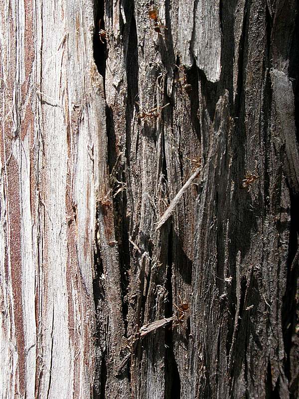 Image of Juniperus excelsa specimen.