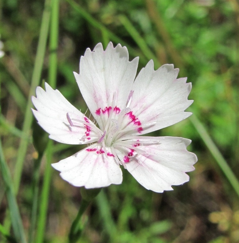 Image of Dianthus deltoides specimen.