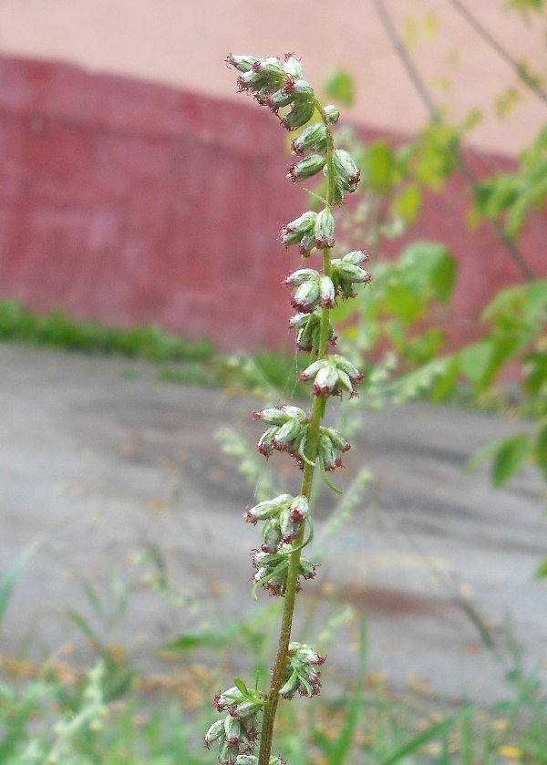 Изображение особи Artemisia vulgaris.