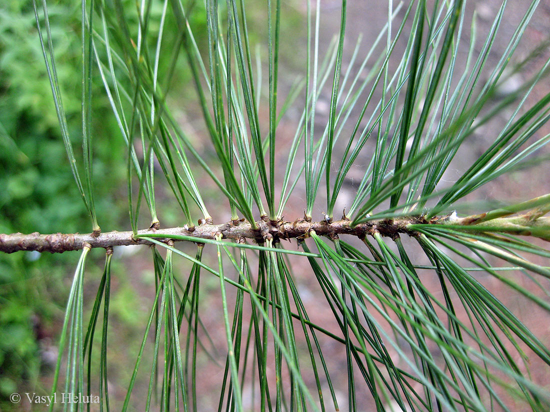 Изображение особи Pinus strobus.