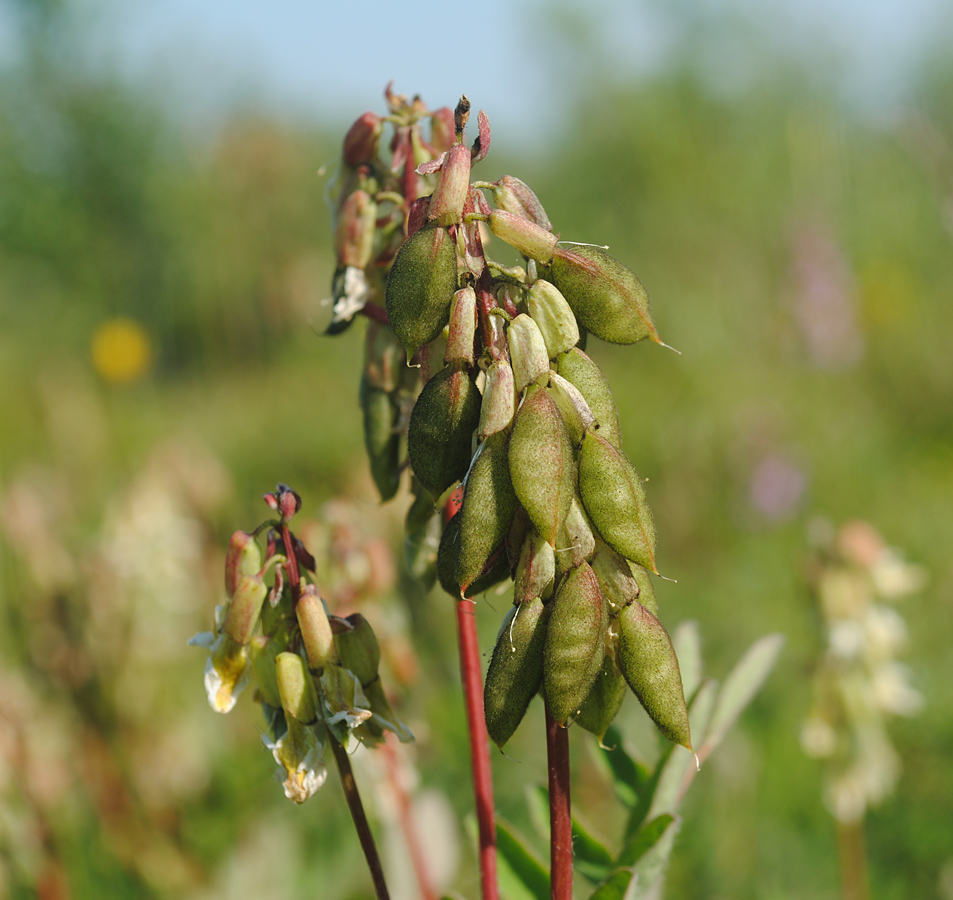 Изображение особи Astragalus frigidus.