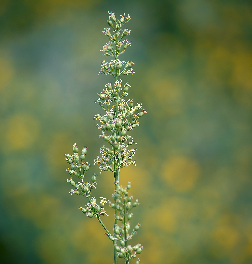 Image of Silene chersonensis specimen.