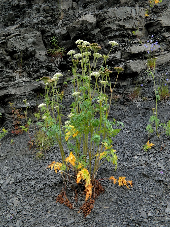 Image of Conioselinum tataricum specimen.