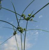 Cyperus eragrostis. Верхушки побегов с соцветиями. Абхазия, пос. Цандрипш, близ устья р. Хашупса. 01.09.2011.