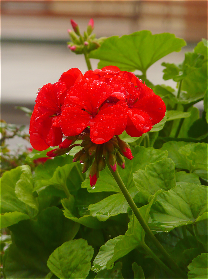 Image of Pelargonium hortorum specimen.