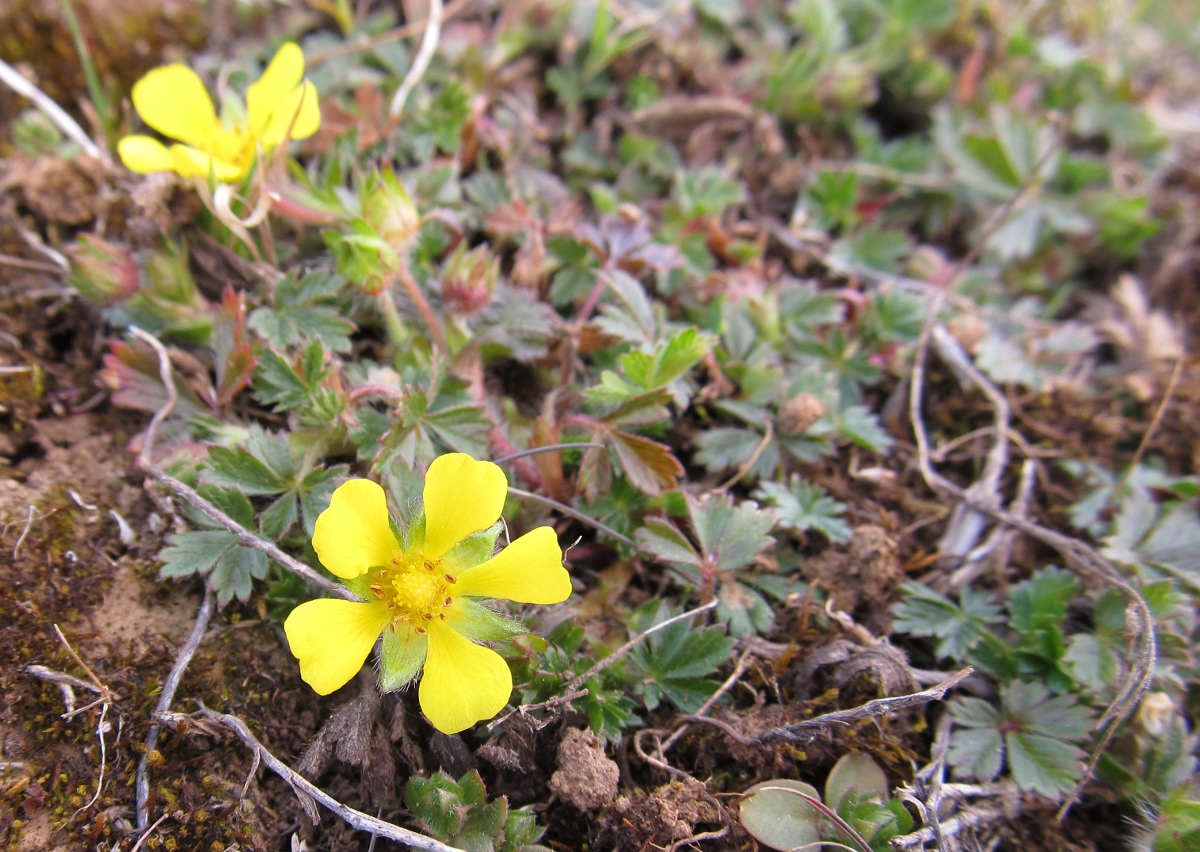 Image of genus Potentilla specimen.