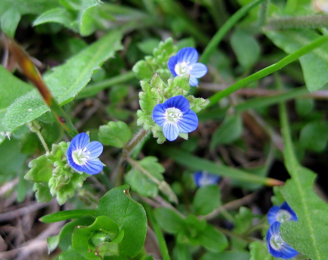 Image of Veronica polita specimen.