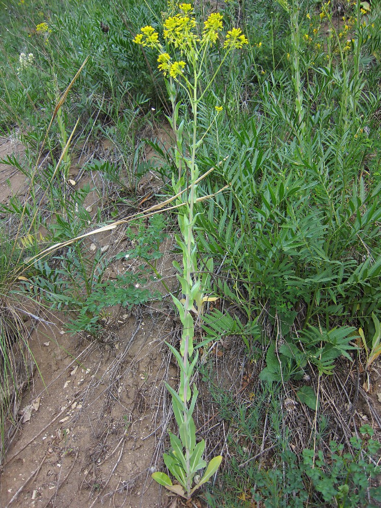 Image of Isatis costata specimen.