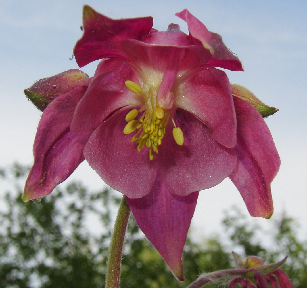 Image of genus Aquilegia specimen.