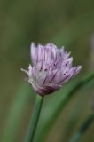 Allium ivasczenkoae
