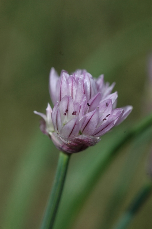 Image of Allium ivasczenkoae specimen.