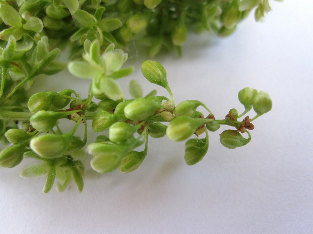 Image of Rumex confertus specimen.