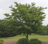 Gleditsia triacanthos. Молодое дерево (´Sunburst´). Германия, г. Кемпен, в парке. 27.06.2012.