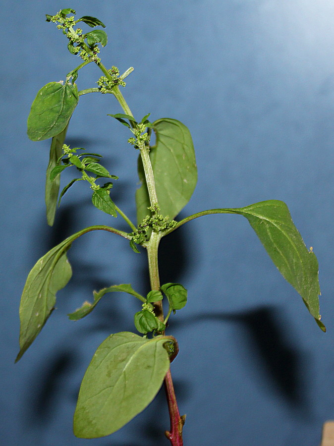 Image of Lipandra polysperma specimen.