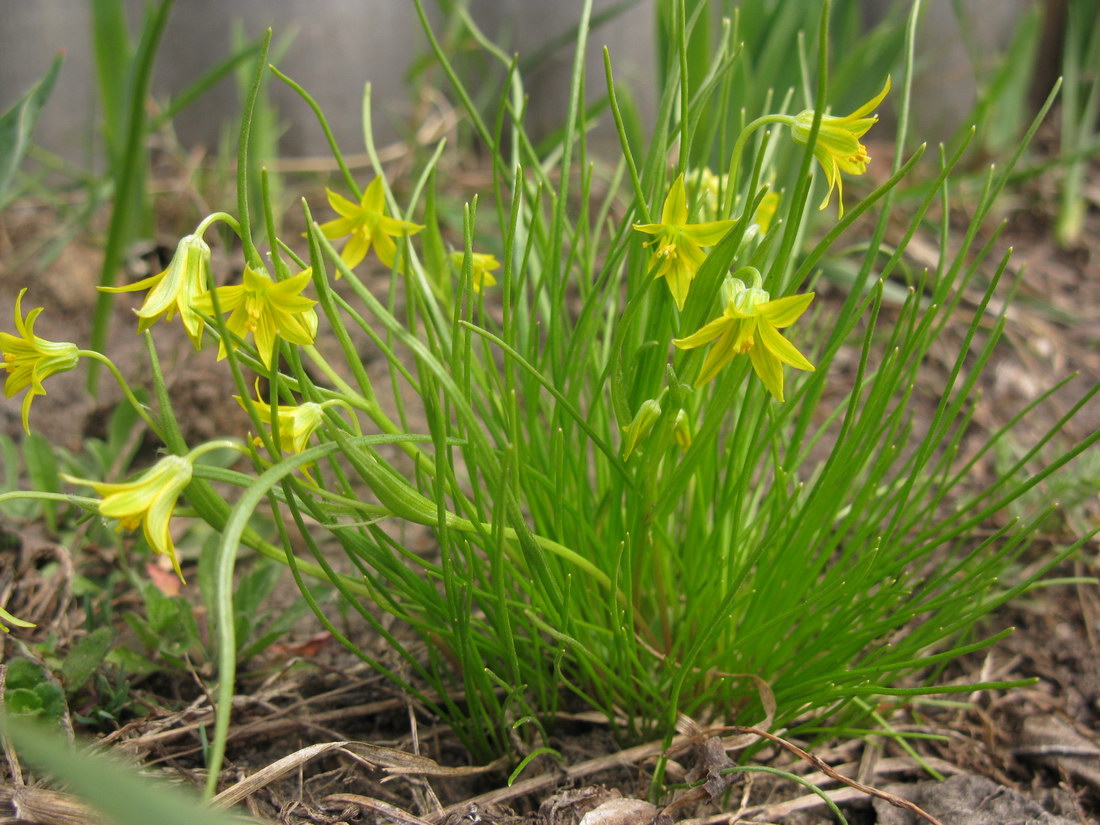 Image of Gagea minima specimen.