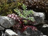 Anthemis tinctoria. Молодой побег. Ленинградская обл., Ломоносовский р-н, Кирхгофские высоты, сухой низкотравный луг на известняке. 13.05.2012.