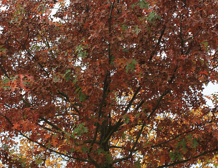 Изображение особи Quercus palustris.