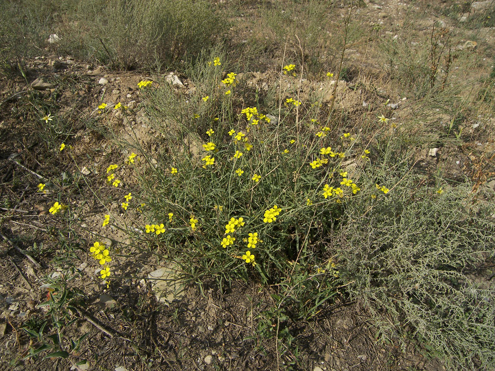 Image of Diplotaxis tenuifolia specimen.