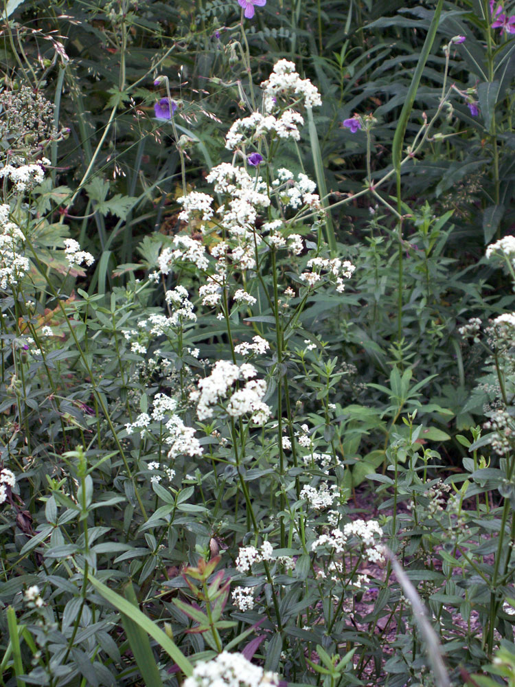 Изображение особи Galium turkestanicum.