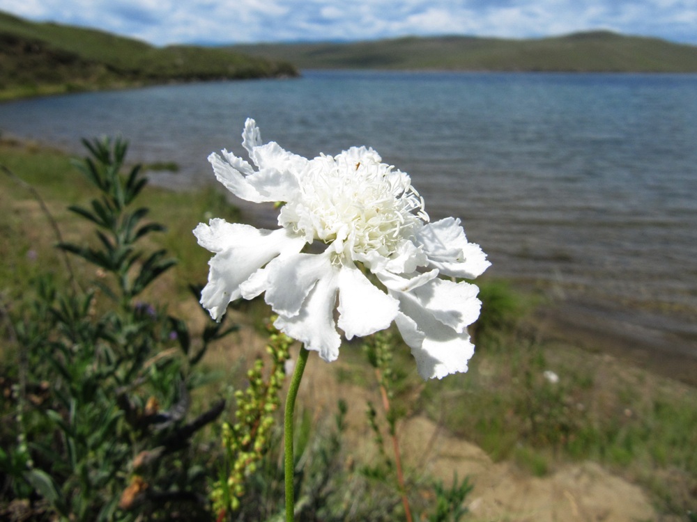 Image of Scabiosa comosa specimen.