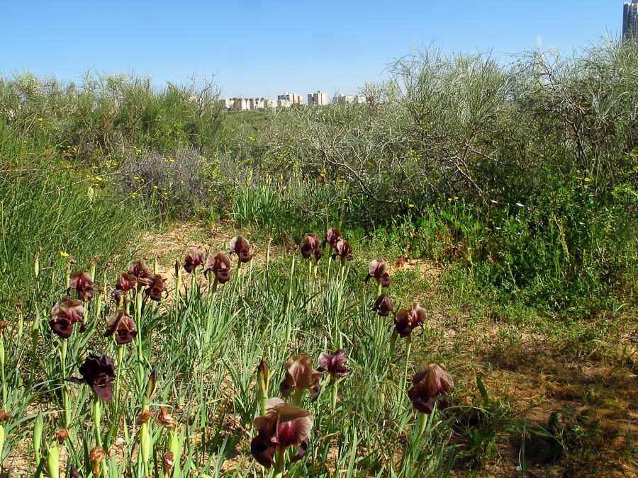 Изображение особи Iris atropurpurea.