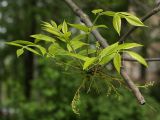 Fraxinus pennsylvanica. Ветвь с отцветшими женскими соцветиями. Санкт-Петербург, 23.05.2009.