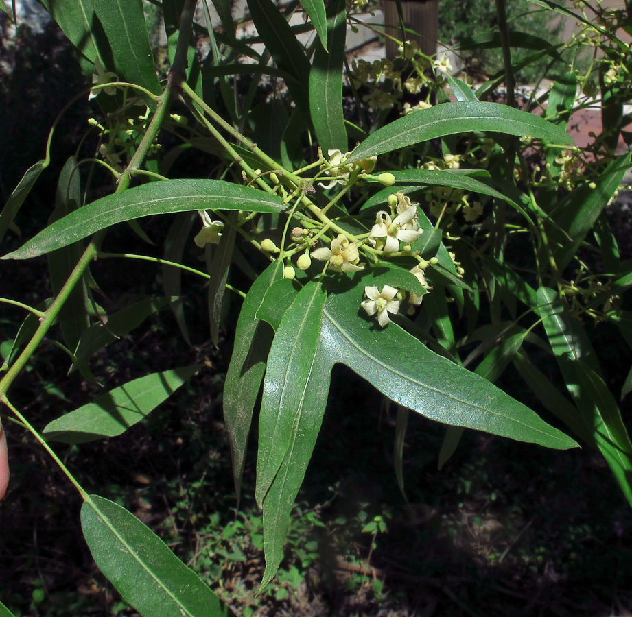 Изображение особи Brachychiton rupestris.