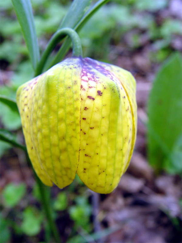 Image of Fritillaria ophioglossifolia specimen.