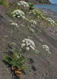 Astrodaucus littoralis. Цветущее растение. Крым, южный берег, заказник \"Канака\", берег моря. 2 июня 2013 г.
