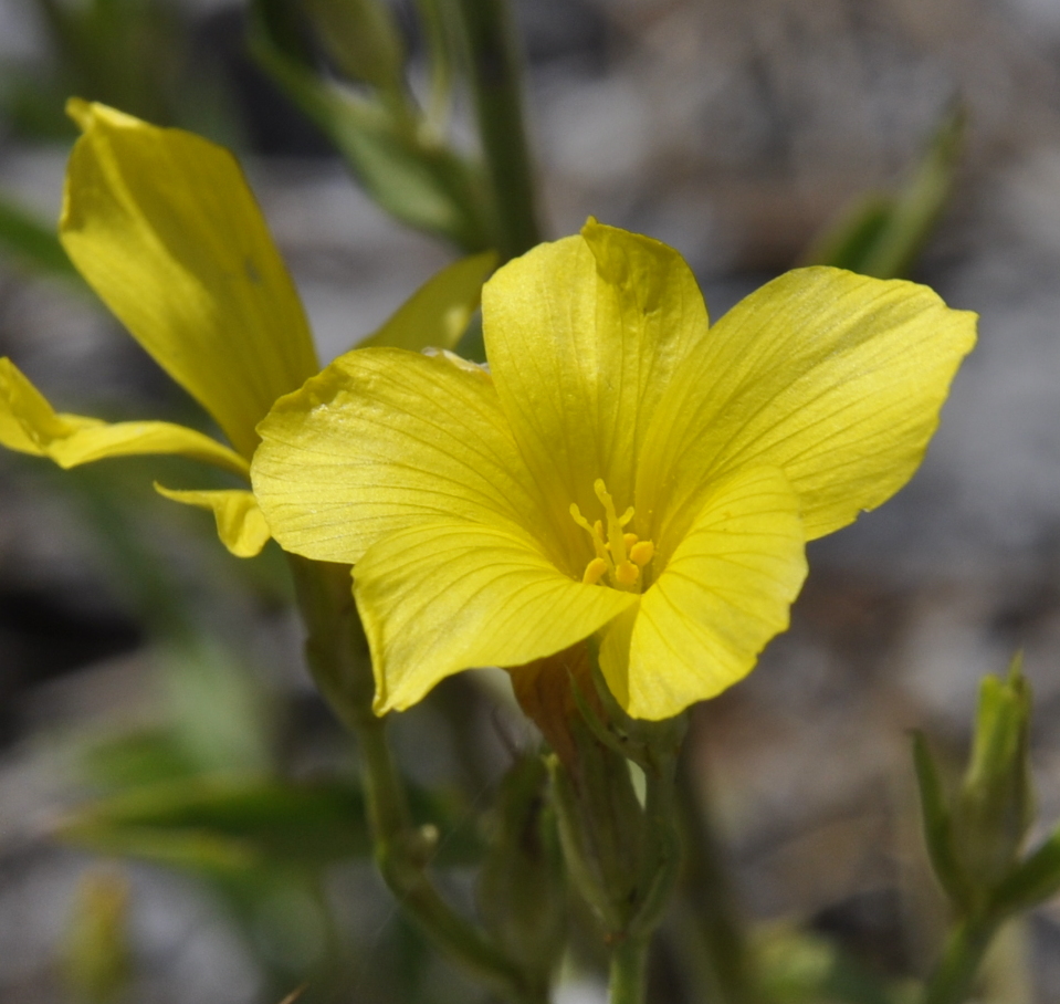 Image of Linum flavum ssp. albanicum specimen.