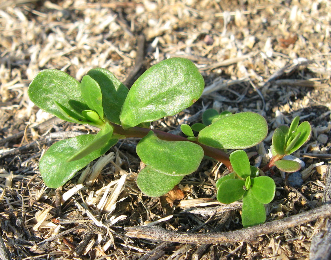 Image of Portulaca oleracea specimen.