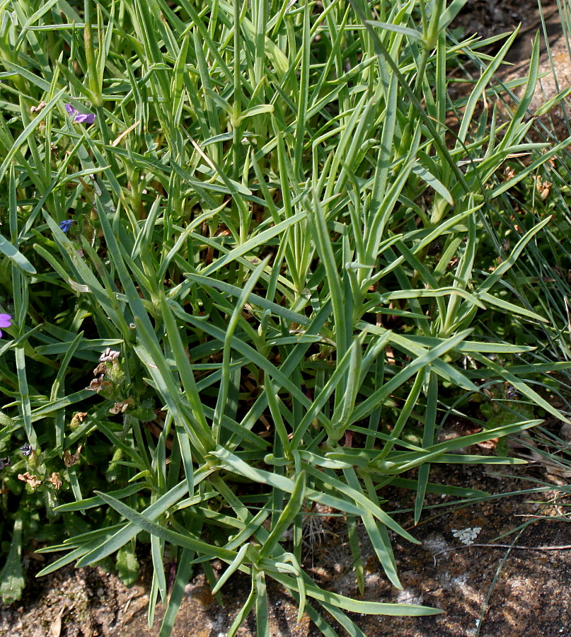 Image of genus Dianthus specimen.