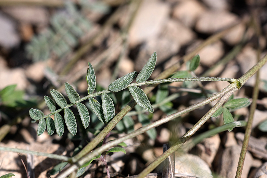 Изображение особи род Astragalus.