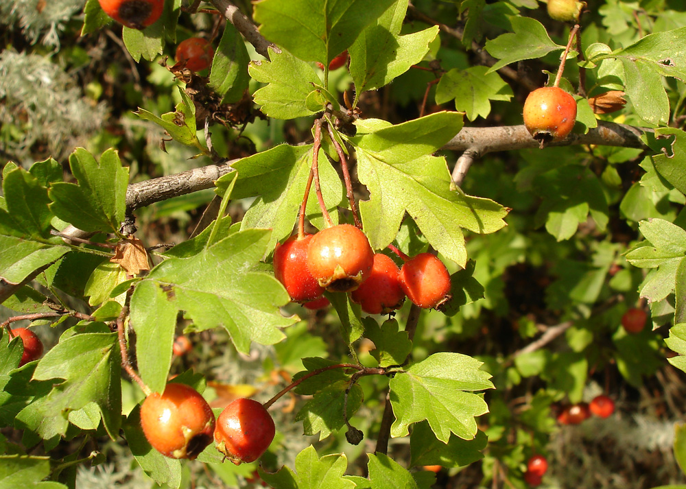 Изображение особи род Crataegus.