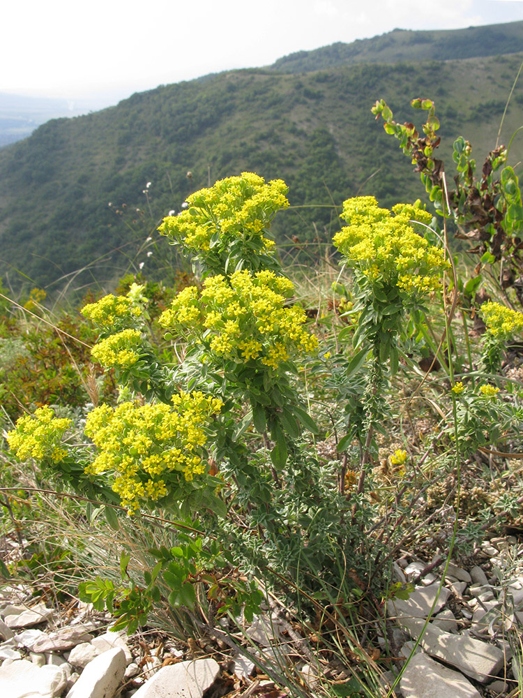 Image of Odontarrhena muralis specimen.