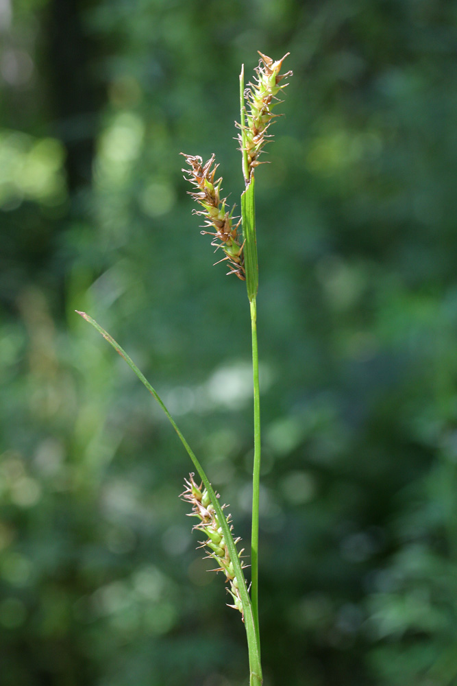 Изображение особи Carex drymophila.