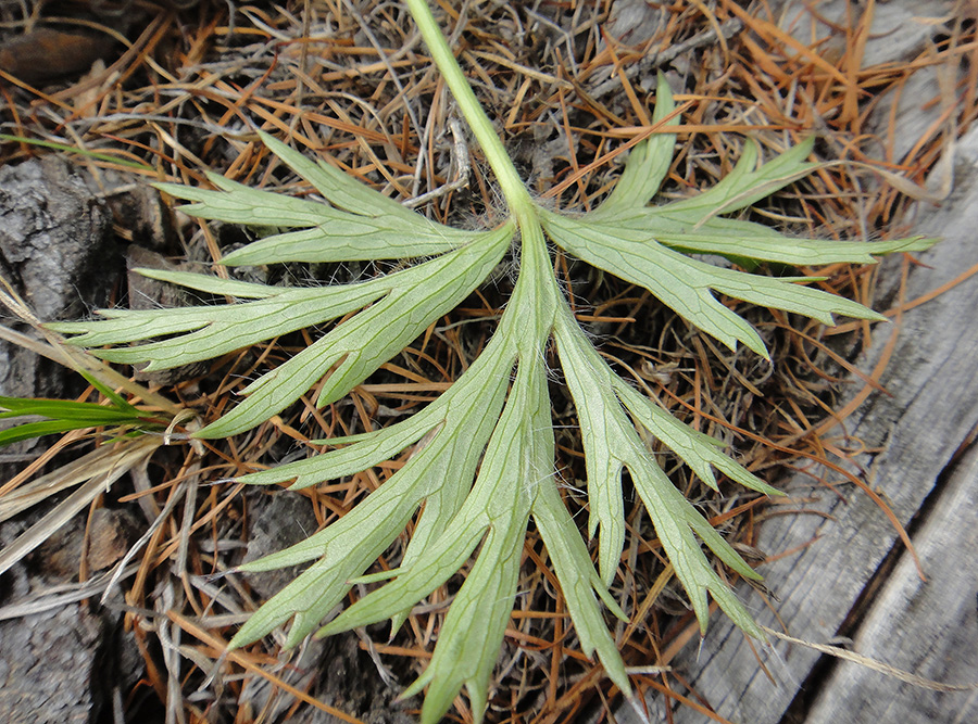 Image of Pulsatilla multifida specimen.