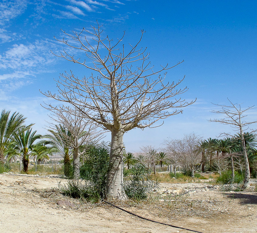 Image of Adansonia digitata specimen.