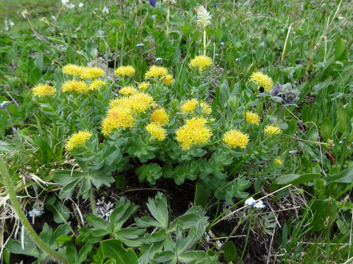 Image of Rhodiola rosea specimen.