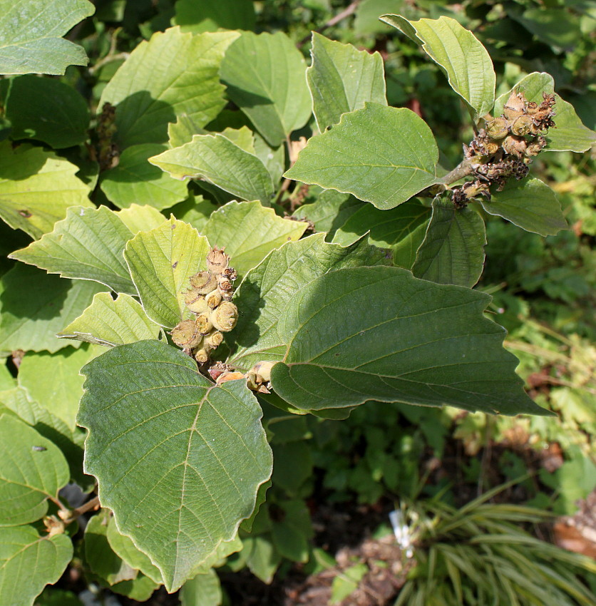 Image of Fothergilla major specimen.