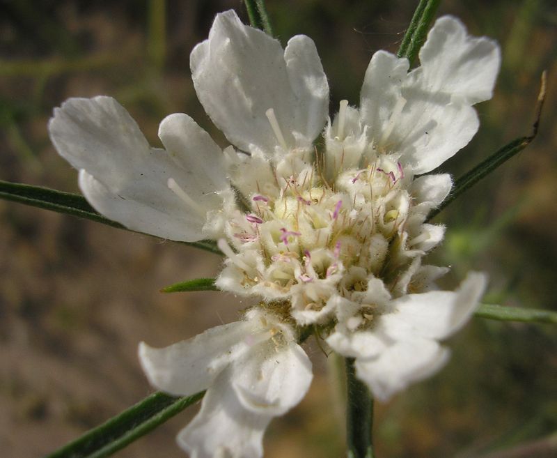 Image of Lomelosia argentea specimen.