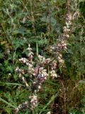 Artemisia vulgaris. Верхушка цветущего растения. Свердловская обл., окр. г. Североуральск, район скал Грюнвальдта, поляна. 04.08.2013.