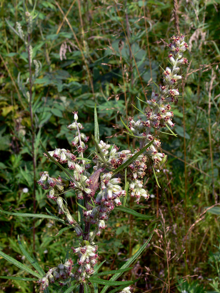 Изображение особи Artemisia vulgaris.