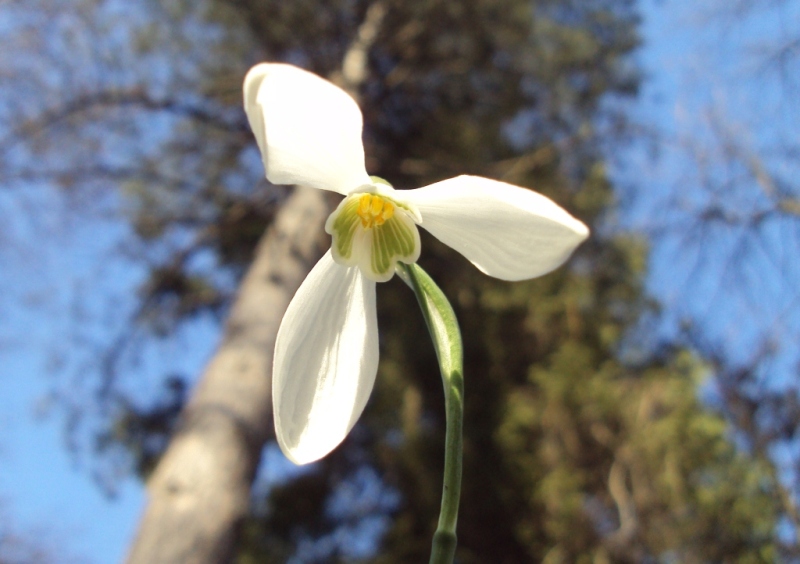 Image of Galanthus nivalis specimen.