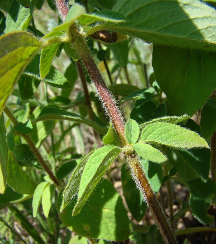 Image of Origanum vulgare specimen.