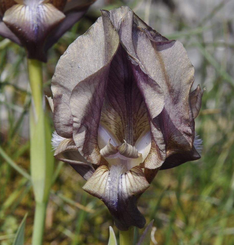 Image of Iris suaveolens specimen.