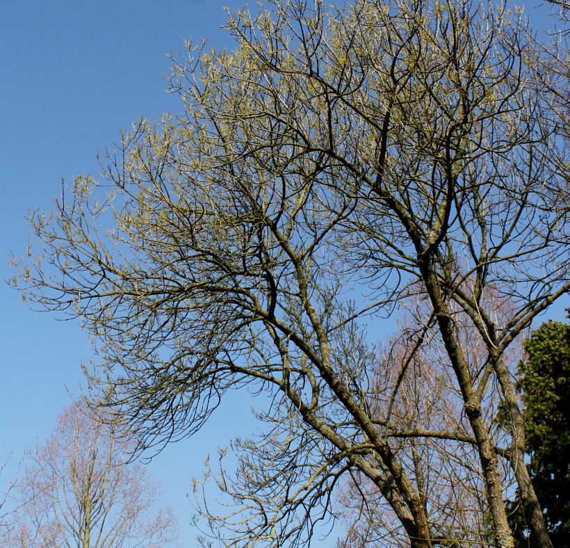 Изображение особи Fraxinus bungeana.