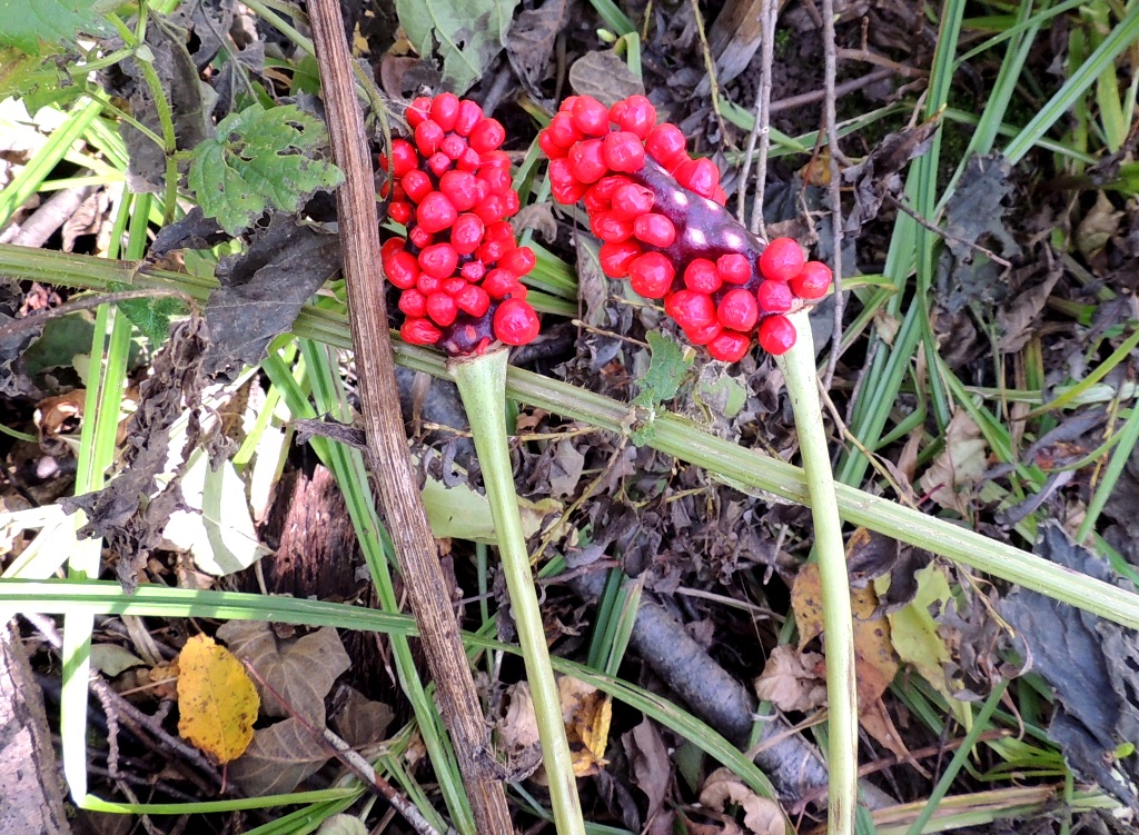 Изображение особи Arisaema sachalinense.