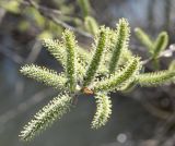 genus Salix. Верхушка побега с женскими соцветиями. Восточный Казахстан, Уланский р-н, окр. с. Украинка. 22.04.2013.