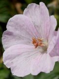 Geranium sanguineum. Цветок ('Striatum'). Германия, г. Дюссельдорф, Ботанический сад университета. 04.05.2014.